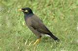 mynah bird